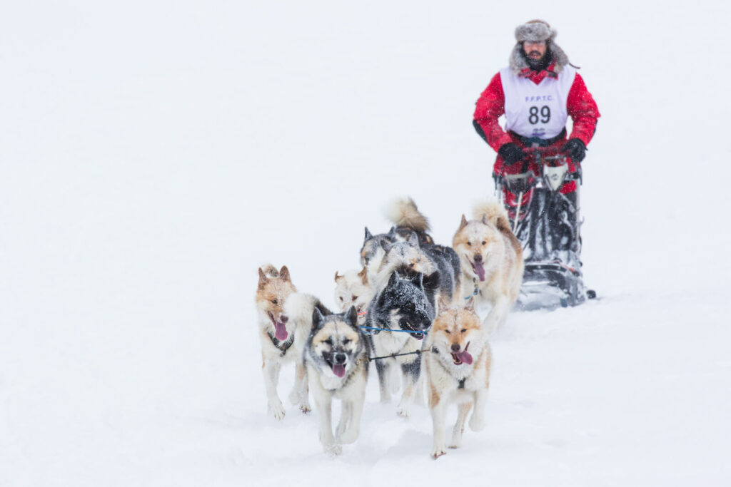 Course de chiens de traîneaux Station du Lac Blanc hiver neige