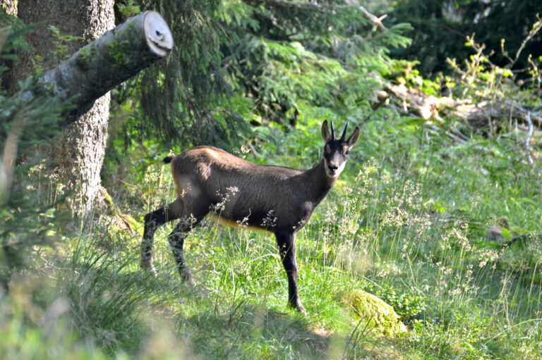 Sortie à la rencontre des chamois