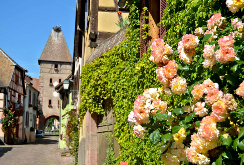 Ammerschwihr cité viticole Route des Vins d'Alsace