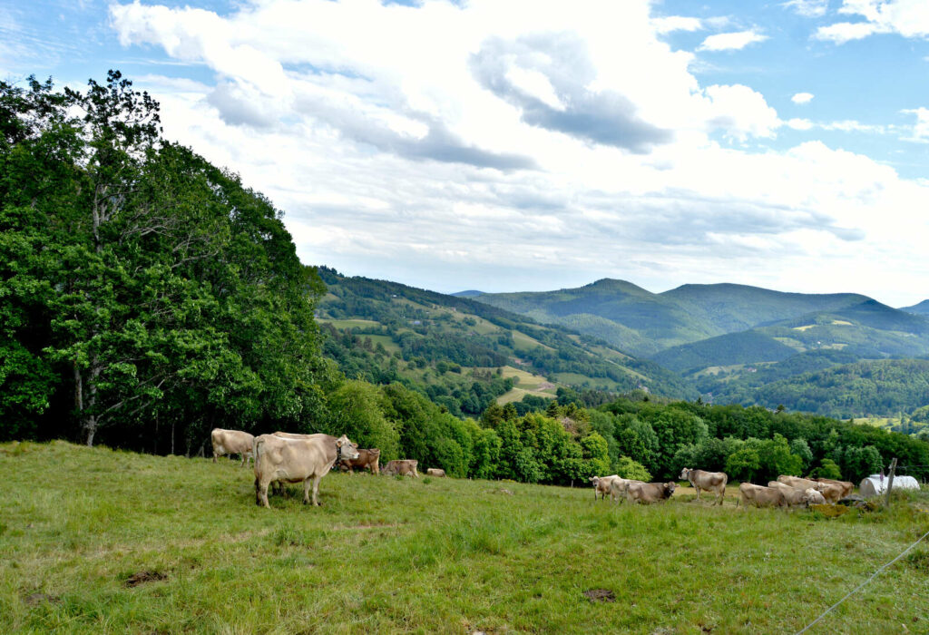 Fréland Pays Welche Alsace