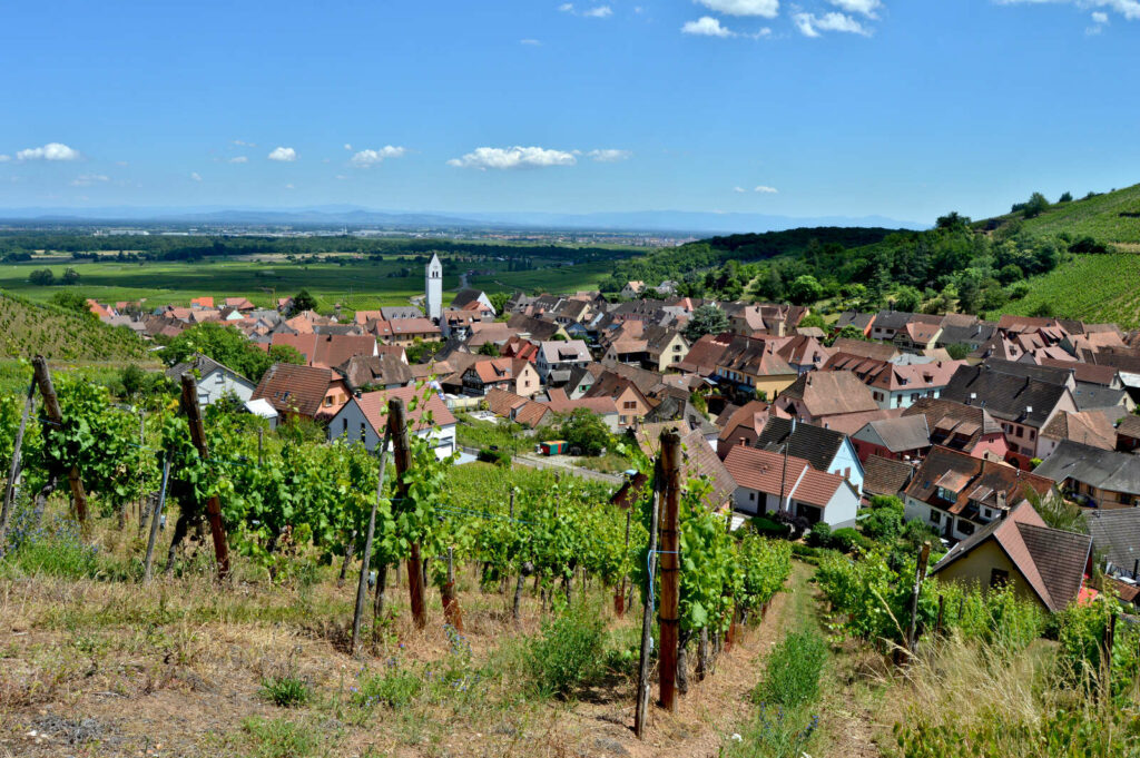 Katzenthal Alsace Route des Vins d'Alsace vignes